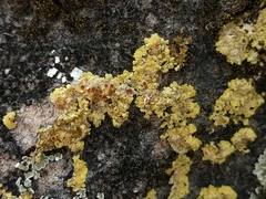 Gyalolechia fulgens