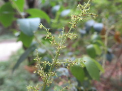 Gynostemma pentaphyllum