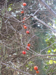 Thladiantha nudiflora