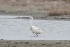 Egretta garzetta