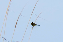 Motacilla flava