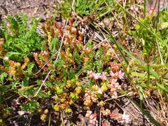 Sedum anglicum