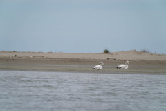 Phoenicopterus roseus