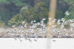 Pluvialis squatarola