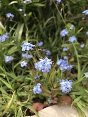 Myosotis