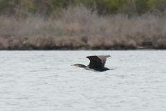 Phalacrocorax carbo