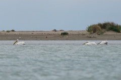 Pelecanus crispus