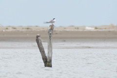 Sterna hirundo