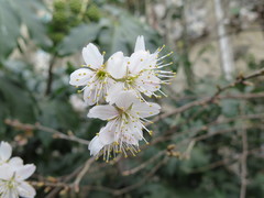 Prunus pseudocerasus