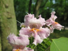 Catalpa bungei