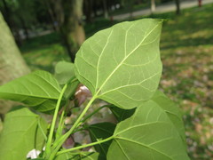 Catalpa bungei