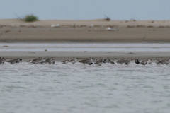 Pluvialis squatarola