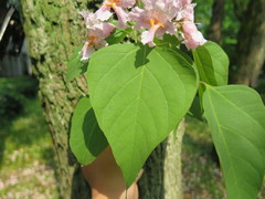 Catalpa bungei