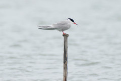 Sterna hirundo