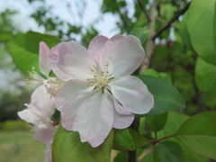 Malus micromalus