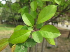 Malus micromalus