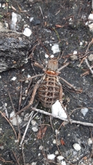 Hetrodes pupus