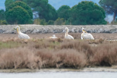 Pelecanus crispus