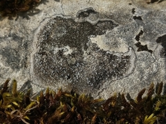 Pyrenodesmia variabilis