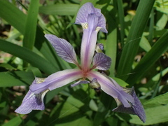 Iris versicolor