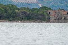 Phoenicopterus roseus