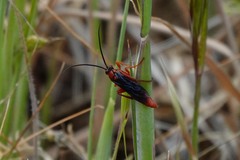 Ichneumon cupitus