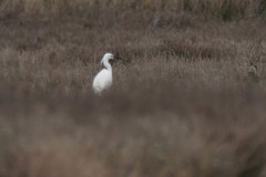 Egretta garzetta