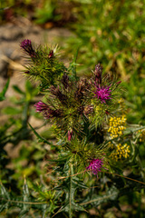 Carduus leptacanthus