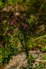 Carduus leptacanthus