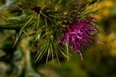 Carduus leptacanthus