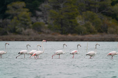 Phoenicopterus roseus