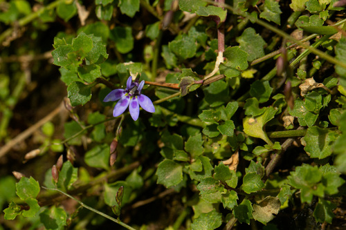 Lobelia minutula image