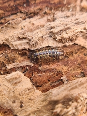 Armadillidium pulchellum