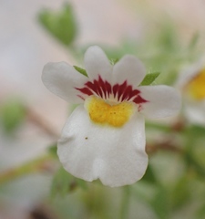 Nemesia deflexa