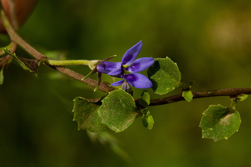 Lobelia minutula image