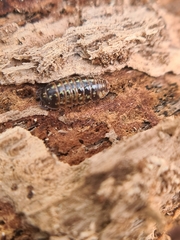 Armadillidium pulchellum