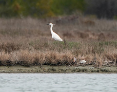 Egretta garzetta