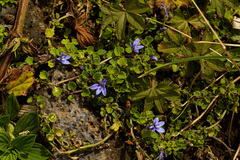 Lobelia minutula image