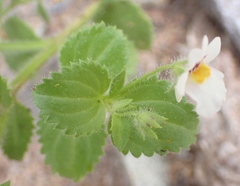 Nemesia deflexa
