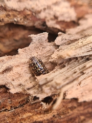 Armadillidium pulchellum