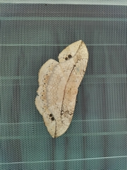 Eupterote patula