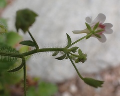 Nemesia deflexa