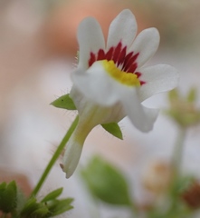Nemesia deflexa