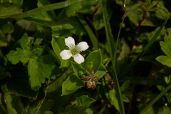 Silene kiwuensis