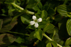 Silene kiwuensis