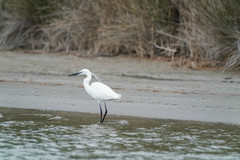 Egretta garzetta