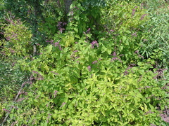Ocimum labiatum