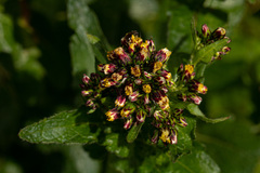 Eschenbachia tigrensis