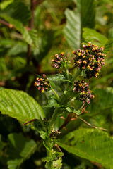 Eschenbachia tigrensis