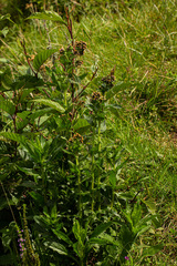 Eschenbachia tigrensis